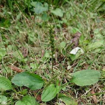 オオバコの投稿画像一覧 Greensnap グリーンスナップ