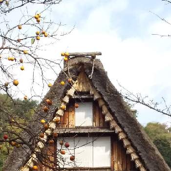 かきの実の画像 by ナルコさん | お出かけ先とお散歩道と木のある風景と日本民家園とかきの実