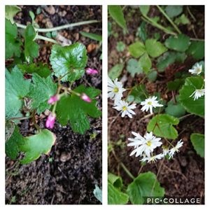 ダイモンジソウ,金曜日の蕾たち,金曜日の蕾たちに投稿,広い庭の画像