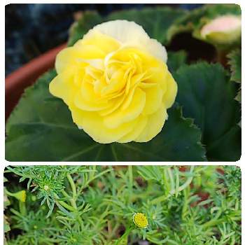 ダールベルグデージー♪の画像 by michiさん | 小さな庭とダールベルグデージー♪とお花大好き♡と黄色のお花と球根ベゴニア☆とフォーチュンベコニア