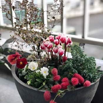 クリスマス寄せ植えの投稿画像一覧 Greensnap グリーンスナップ