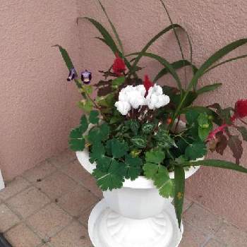 オダマキの葉の投稿画像一覧 Greensnap グリーンスナップ オダマキの葉の投稿画像一覧 Greensnap グリーンスナップ