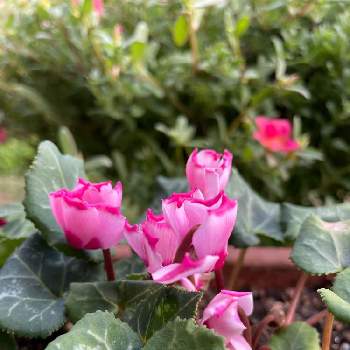 ガーデンシクラメン ビクトリアの画像 by Verbena.さん | 小さな庭とガーデンシクラメン ビクトリアと今日のお花と可愛いねとガーデニングと花のある暮らしと綺麗✨