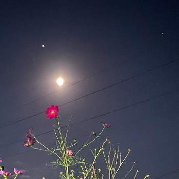 月がきれいの画像 by シクラメンさん | 木星.と土星とお疲れ様でしたと月と星と夜空と植物と月がきれい