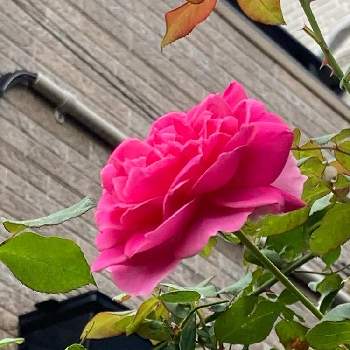 薔薇パレードの画像 by たえポンさん | 小さな庭といやし♡とかわぃぃ。と薔薇パレードときれい✨と花のある暮らしとアーチ