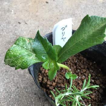 花ちゃん培養土の投稿画像一覧 Greensnap グリーンスナップ 花ちゃん培養土の投稿画像一覧 Greensnap グリーンスナップ