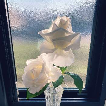 ベルサイユのばら オスカルフランソワの画像 by れいちるさん | 窓辺とベルサイユのばら オスカルフランソワと薔薇愛同盟とお気に入りと私の癒しと白薔薇.と花のある暮らしと咲いた！