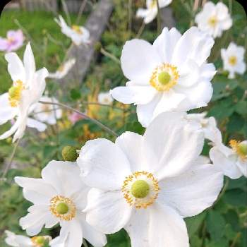 ヨッシーガーデン☘️2021の画像 by ヨッシー☘️さん | 小さな庭と秋明菊とシュウメイギクと✨ きらきら ✨とヨッシーガーデン☘️2021と北海道で越冬可と癒されます♥と北海道