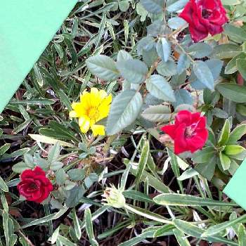 ミニバラ♪の画像 by ミチコさん | お出かけ先とミニバラ♪と黄色い花と散歩道と赤い花とガザニア♪と金曜日の蕾たち