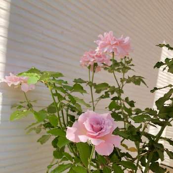 ラマリエの画像 by ももじるさん | 小さな庭とラ・マリエと植物のある暮らしとお花大好き♡とピンクの花と花のある生活とピンク❤︎ピンクとおうち園芸と河本バラ園と河本ローズとガーデニングと花のある暮らしとお庭とバラを楽しむとラマリエ