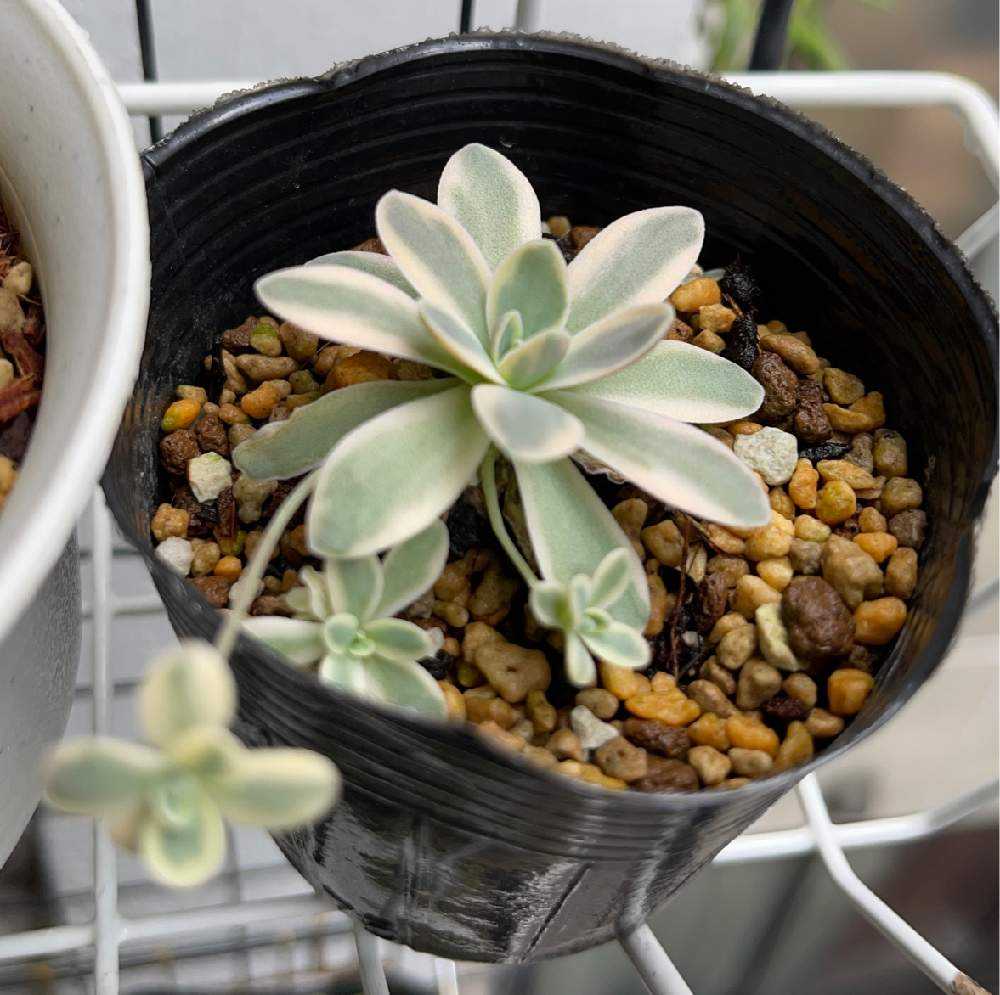 オロスタキス子持ち蓮華錦｢鏡花｣の直射モニター｜🍀GreenSnap