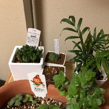 ハオルチア オブツーサ錦の投稿画像一覧 Greensnap グリーンスナップ