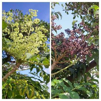 タラの花の投稿画像一覧 Greensnap グリーンスナップ
