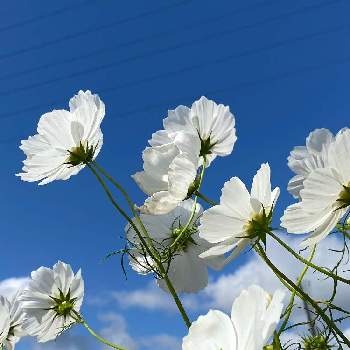 佐倉コスモスフェスタの投稿画像一覧 Greensnap グリーンスナップ