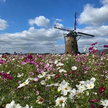 佐倉コスモスフェスタの投稿画像一覧 Greensnap グリーンスナップ