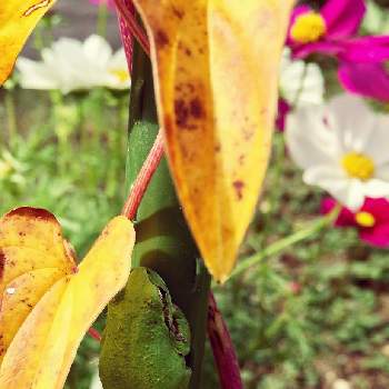 小さな花畑にはの画像 by ニワニハ(^^)♡さん | コスモスと山芋の葉と小さな花畑にはとぐっどもーにんぐ⁑と秋色みーっけ!
