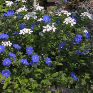 アメリカンブルー,寄せ植え,鉢植え,夏の花,青い花の画像