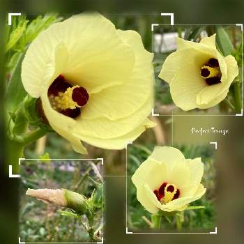 オクラの花の投稿画像一覧 Greensnap グリーンスナップ
