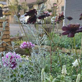 ベロニカシャーロッテの投稿画像一覧 Greensnap グリーンスナップ