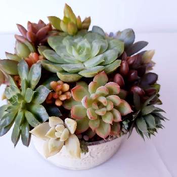 寄せ植えリース の投稿画像一覧 Greensnap グリーンスナップ