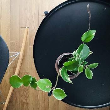 ホヤカルノーサの画像 by Takaさん | 部屋とホヤカルノーサと観葉植物と観葉植物のある暮らし