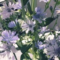 チコリの育て方 ハーブやエディブルフラワーとしても栽培できる Greensnap グリーンスナップ