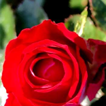 ❤️私から貴方への画像 by 花土葉さん | お出かけ先と深紅のバラと❤️私から貴方へと赤い花と薔薇♪とI love you❤️