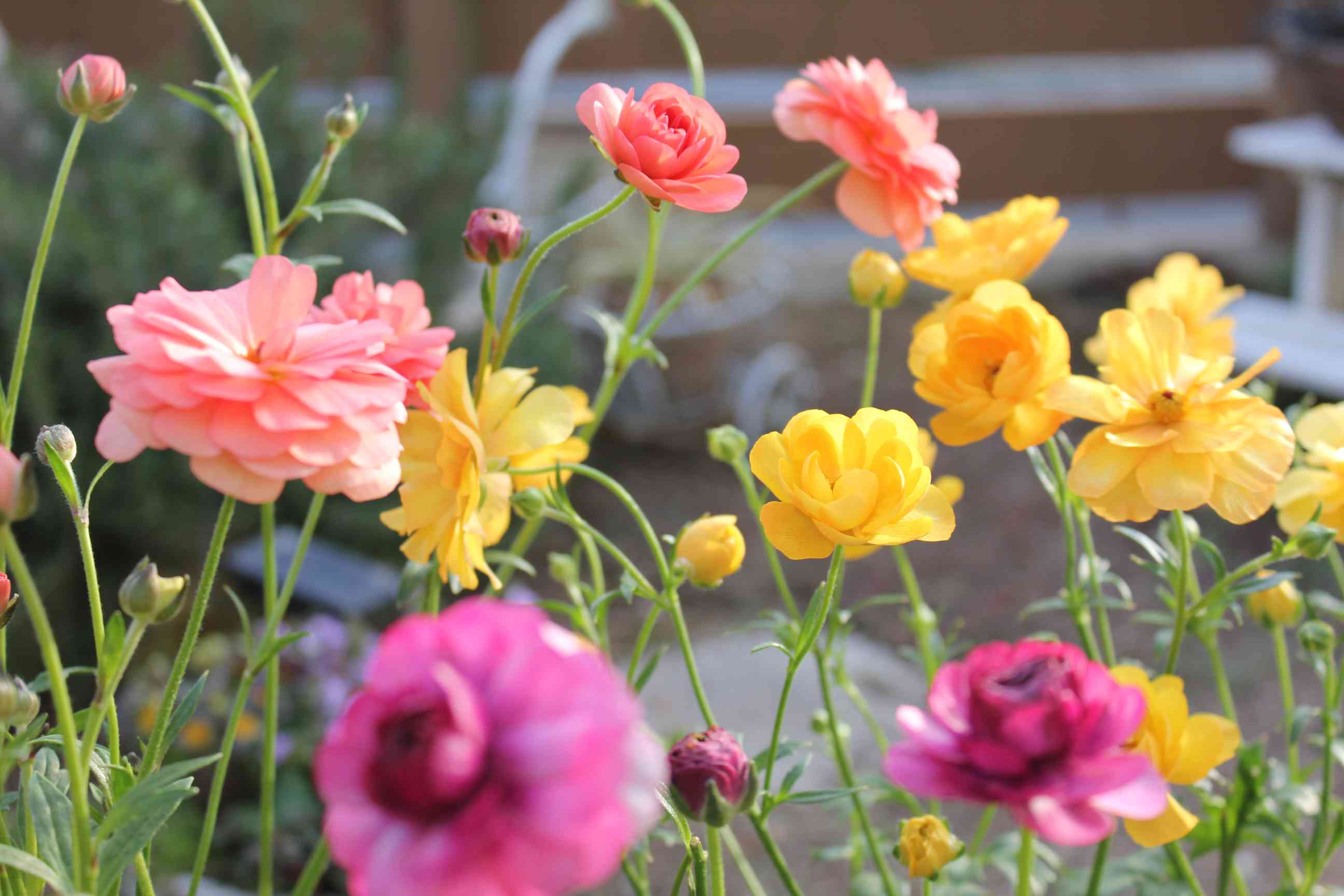 ラナンキュラスラックス ディオネ 8芽 大鉢 希少苗 ラナンキュラスラックス ディオネ 8芽 大鉢 希少苗 特大株!!画像