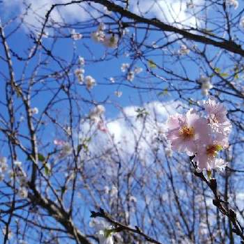 十月桜（ジュウガツザクラ）の画像 by citronさん | お出かけ先と十月桜（ジュウガツザクラ）とお散歩にてとピンクの花と公園と庭にさくとさくら 桜 サクラと道端