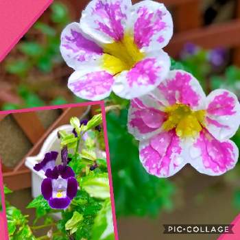 絞り模様の画像 by reomamaだワンさん | 玄関とカリブラコアと夏のお花と絞り模様と濃いピンク色の花とおうち園芸