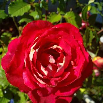 miyabin’s garden 2021の画像 by miyabinさん | 雪国とばら バラ 薔薇とドクトールマサド薔薇とネコ好きとmiyabin’s garden 2021とバラのある暮らしとGS映えと植中毒と新米ロザリアンと花のある暮らしと薔薇♪とバラ・ミニバラと2021 GSでバラ園