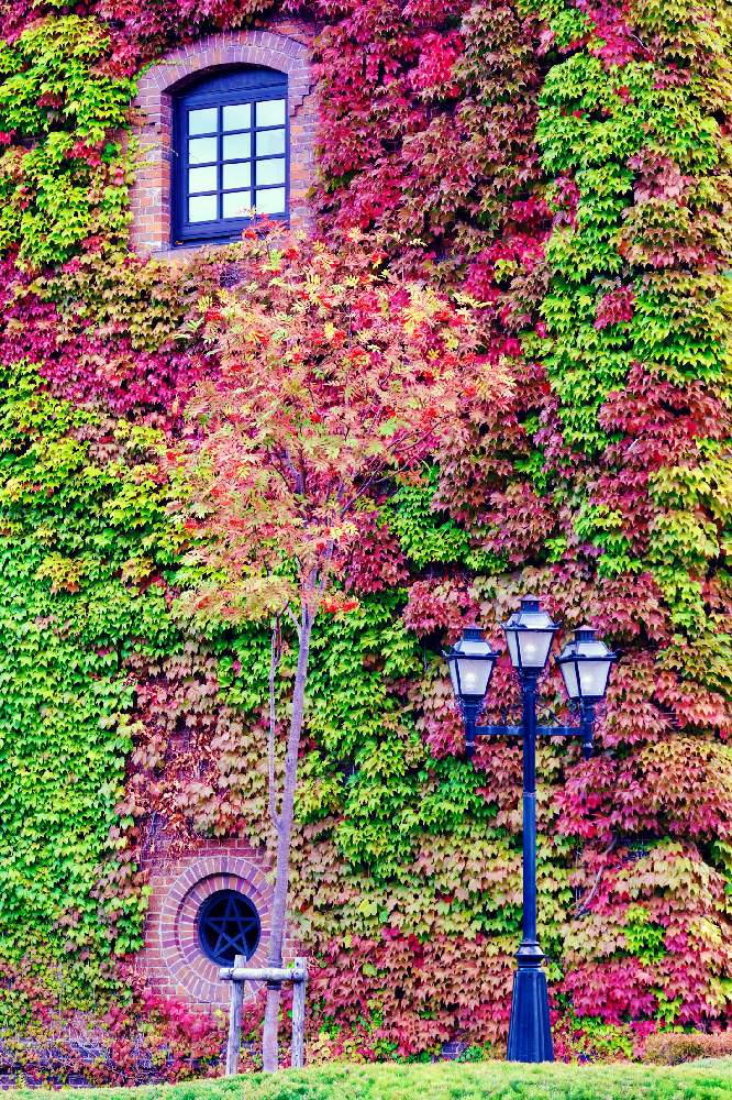 の画像 by ともさん | 秋の彩りと秋の景色とご近所さんぽといつか見た景色