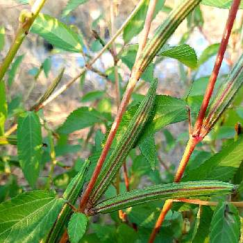 モロヘイヤ Greensnap グリーンスナップ