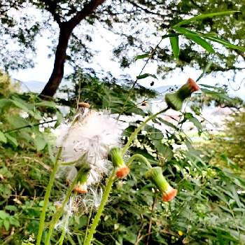 朝活散歩道の画像 by 塩こんぶさん | ベニバナボロギグと朝活散歩道と山野草とはなのある暮らしとお花に癒されてと自然に感謝