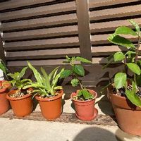万年青 オモト の育て方 植え替え時期や株分けの方法は Greensnap グリーンスナップ