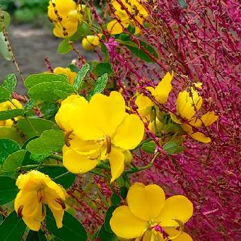 カッシアの投稿画像一覧 Greensnap グリーンスナップ