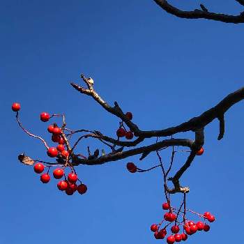 可愛い木の実の画像 by Cimarronさん | お出かけ先とナナカマド　実と赤い実❤️と可愛い木の実