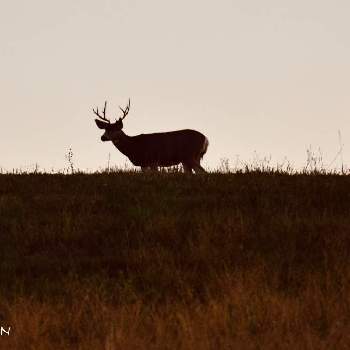 アメリカ コロラドの画像 by noripさん | お出かけ先と鹿のいる風景と山野草と一眼レフと自然大好きと#  山野草と癒され風景と野生の鹿とアメリカ コロラドと秋の風景