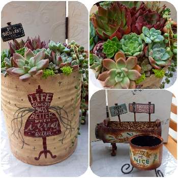 Maiちゃんのリメ缶の投稿画像一覧 Greensnap グリーンスナップ