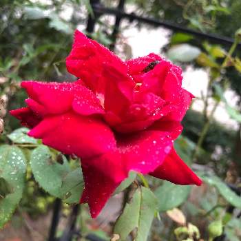 良い香り♡の画像 by クリムゾングローリーさん | 小さな庭とばら バラ 薔薇と良い香り♡とマイガーデン♡と赤い花とかわいい❤
