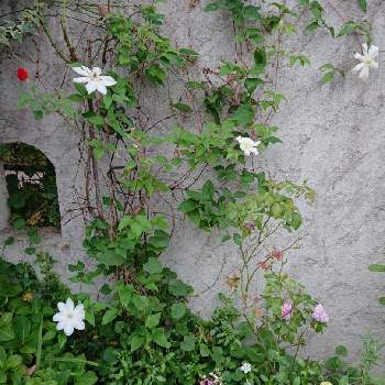 みどりの花の画像 by ❀すず❀さん | 小さな庭とバラ、薔薇、ばらと日々草(にちにちそう)とエキナセアとルシェルブルーとクレマチスとジニアとサルビアと10月とばら バラ 薔薇とピンクの花とガーデニング大好きと癒しと緑のある暮らしとみどりの花とお家時間と白い花とクレマチス　テッセンと地植え