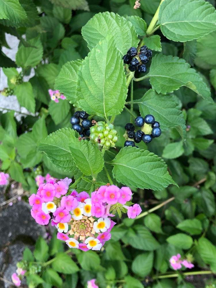 ランタナの実の投稿画像 By フミさん ランタナ 七変化 とお出かけ先とピンクの花とおうち園芸と黄色い花とちっちゃいものクラブと遊歩道の植え込み と黒い実とピンクの花とおうち園芸と黄色い花とちっちゃいものクラブと遊歩道の植え込みと黒い実 21月10月16日