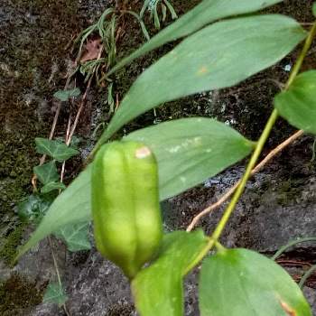 ユリの実の投稿画像一覧 Greensnap グリーンスナップ