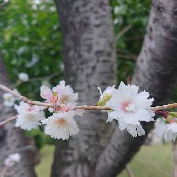 ご近所の花壇の画像 by kenｰjohさん | お出かけ先と十月桜と花のある暮らしとご近所の花壇