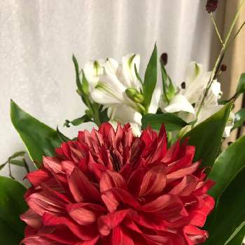 立派！！の画像 by すみれさん | 部屋とダリアと立派！！と真っ赤な花と素敵✨✨✨とおうちで飾るお花と心の癒しといい色♡