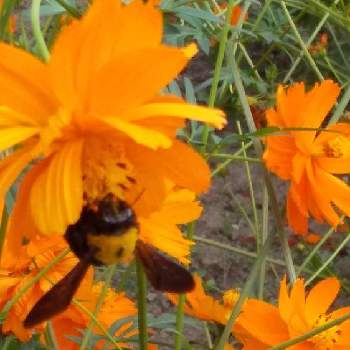 クマバチさんの投稿画像一覧 Greensnap グリーンスナップ