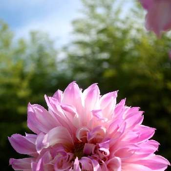 今日出会ったお花達の画像 by ふたばさん | ダリアとピンクのお花とピンクで繋がるお友達と今日出会ったお花達