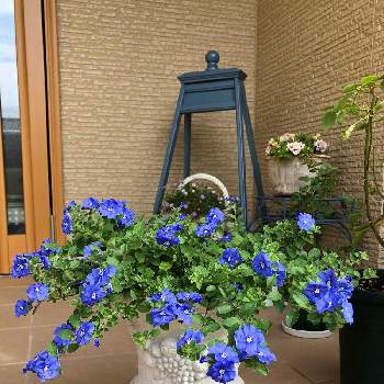 エボルブルス アメリカンブルーの画像 by ゆかりんさん | 玄関と咲いてくれた♡とアメリカンブルー☆とおうち園芸とエボルブルス アメリカンブルーとわんこのいる生活と花のある暮らしと小さな庭❀