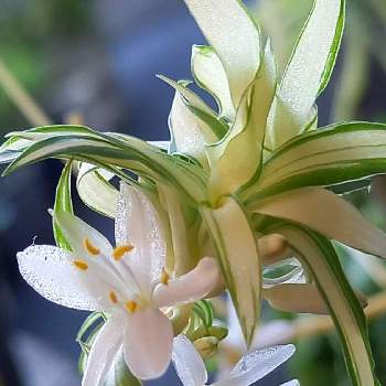 オリズルランの花の投稿画像一覧 Greensnap グリーンスナップ