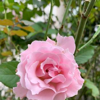 ラマリエの画像 by エリカさん | 小さな庭とスマホ撮影と薔薇愛同盟とありがとう❤️とおうち園芸と秋薔薇と河本ローズとナチュラルスタイルと花のある暮らしとかわいいな♡と良い香りとラマリエ